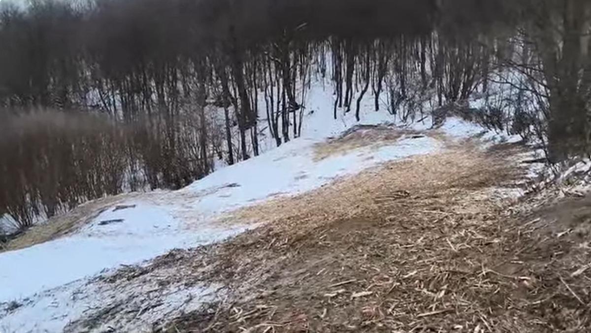 odstranenie-naletovych-drevin---cistenie-pozemku---greenclimber